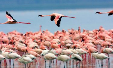 11 Days – Masai Mara , Lake Nakuru , Samburu , Mt Kenya  , Amboseli and Tsavo East