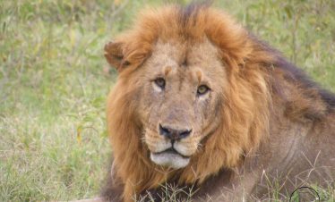 4Days/3Nights  2Nights Samburu and 1Night Sweet waters