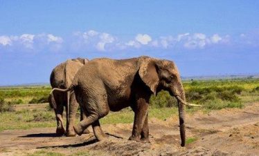 4 Day Tsavo West – Amboseli