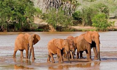 4 Days Tsavo West / Amboseli / Tsavo East