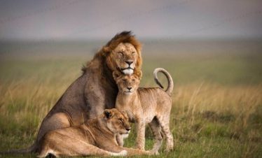 3 Days Masai Mara –  From Nairobi
