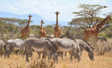 3 Days Masai Mara – From Mombasa