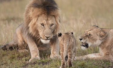 3 Days Masai Mara –  From Nairobi