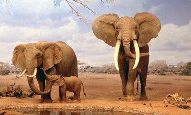 4 Days Tsavo West / Amboseli / Tsavo East