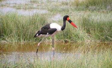 2Days/1night Tsavo east, Saltick