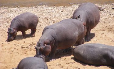 5Days/4Nights. Tsavo West, Amboseli and Taita Saltlick.