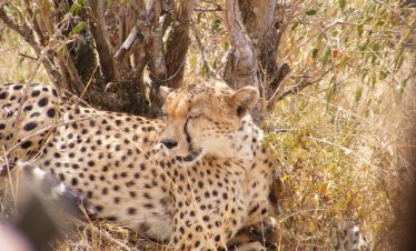 7Days/6Nights East, west, Amboseli, Ziwani, Ngutuni